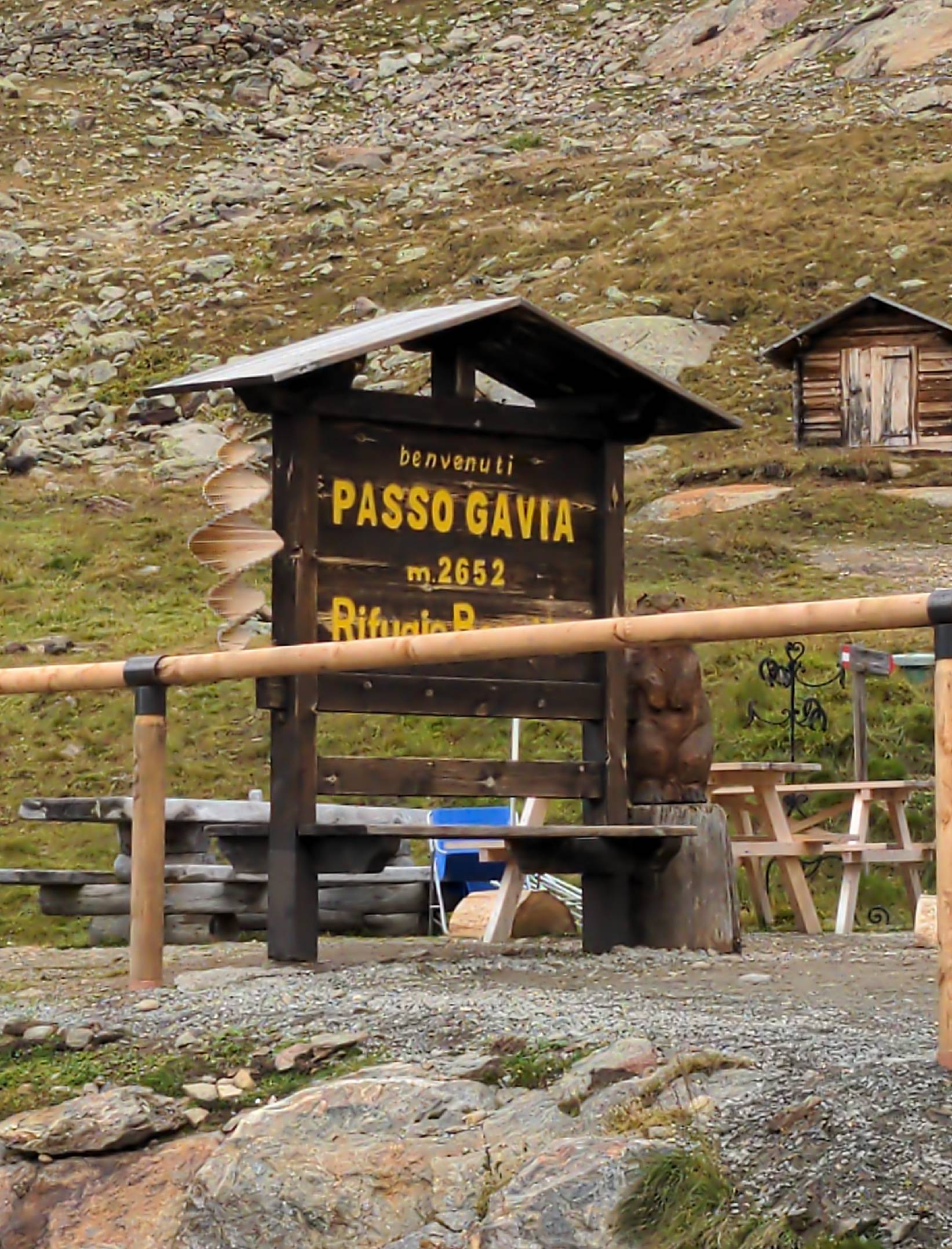 Gavia